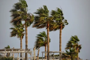 palm trees in hurricane