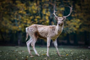 a single male deer standing in nature